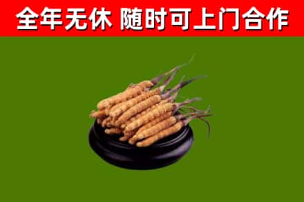 金牛回收散虫草