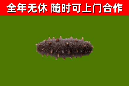 金牛回收海参干
